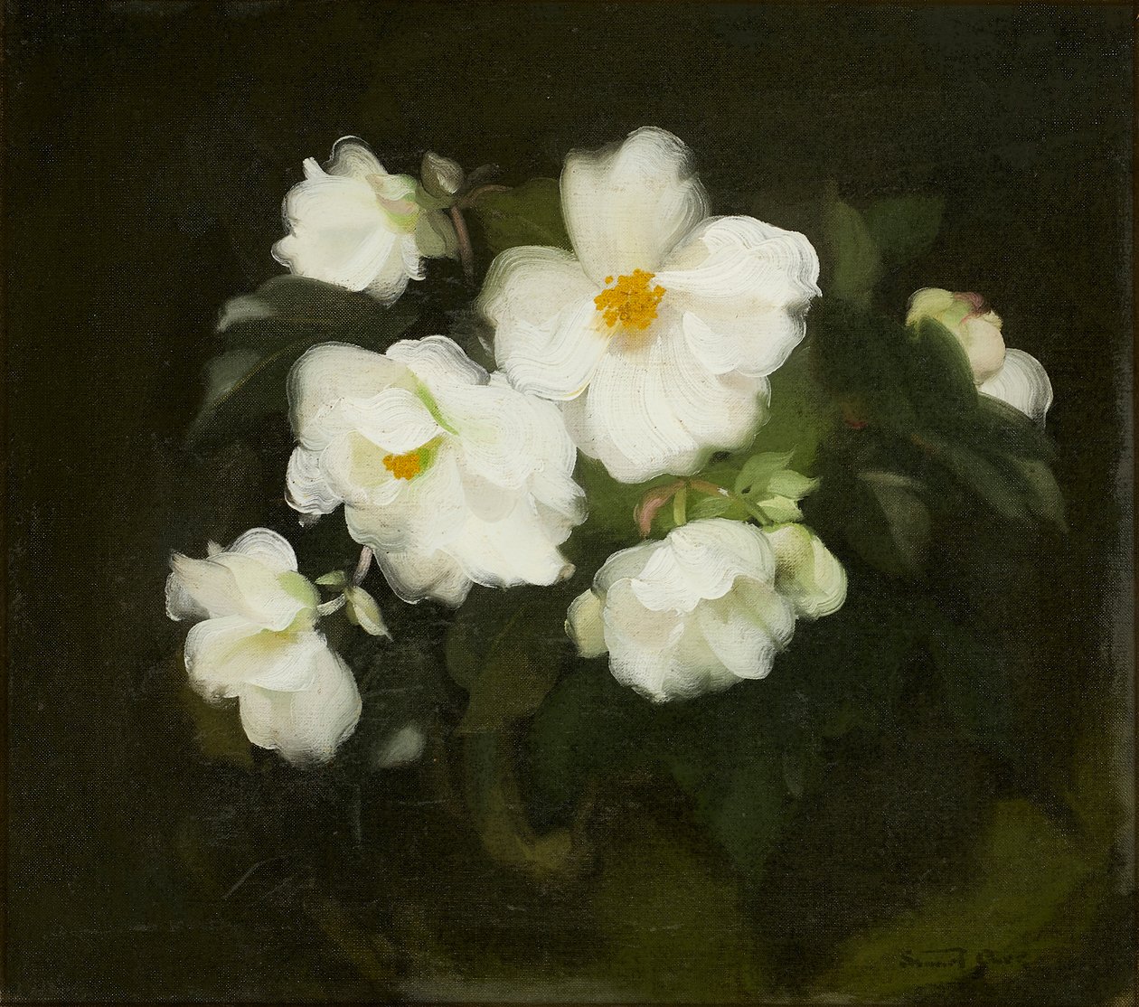 Witte rozen door Stuart Park