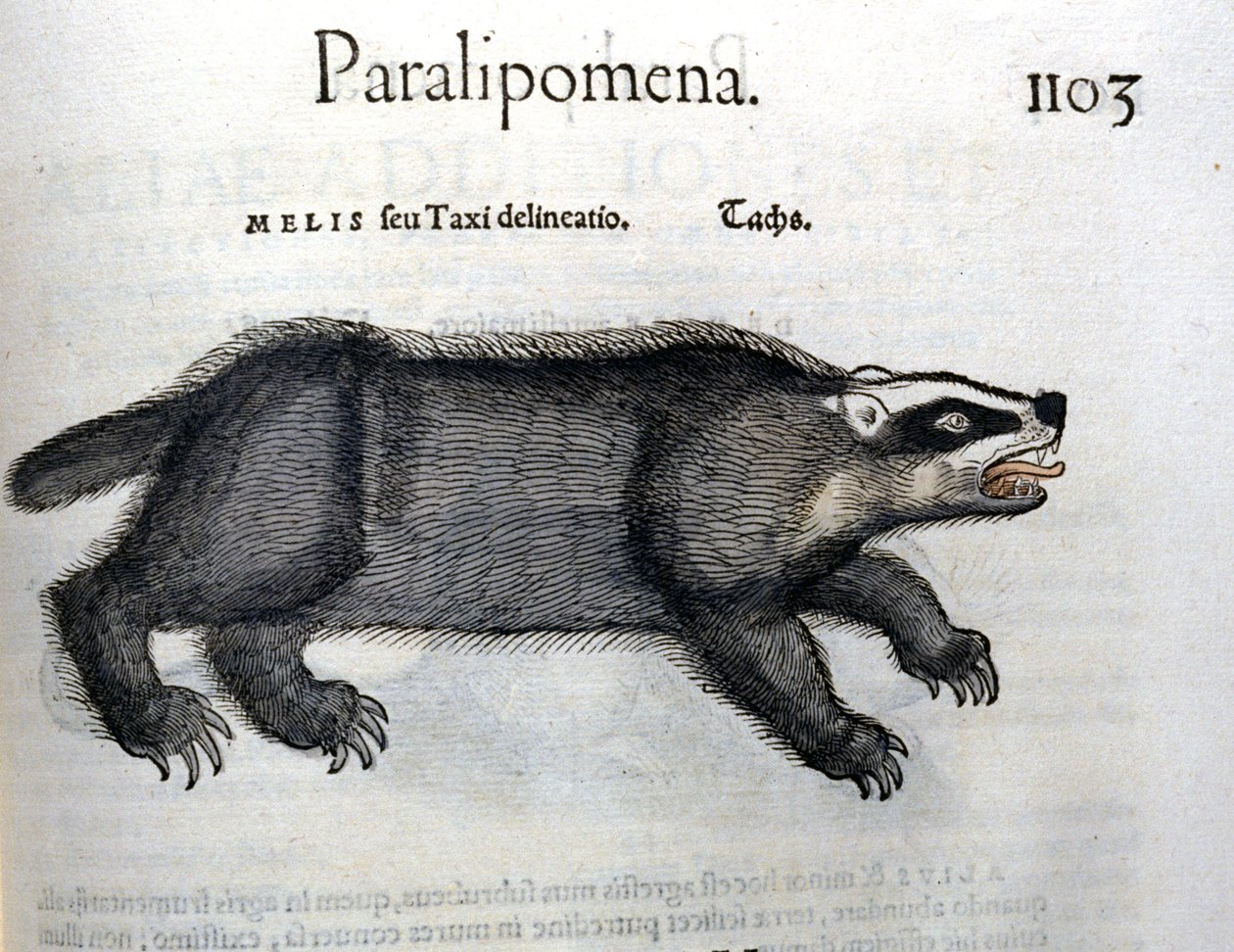 Das, illustratie uit 