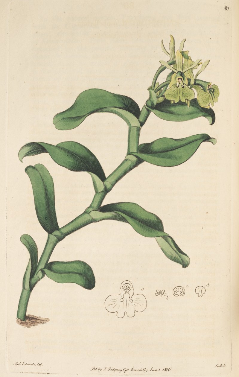 Illustratie van Epidendrum umbelliferum (als syn. Epidendrum umbellatum) door Sydenham Teast Edwards