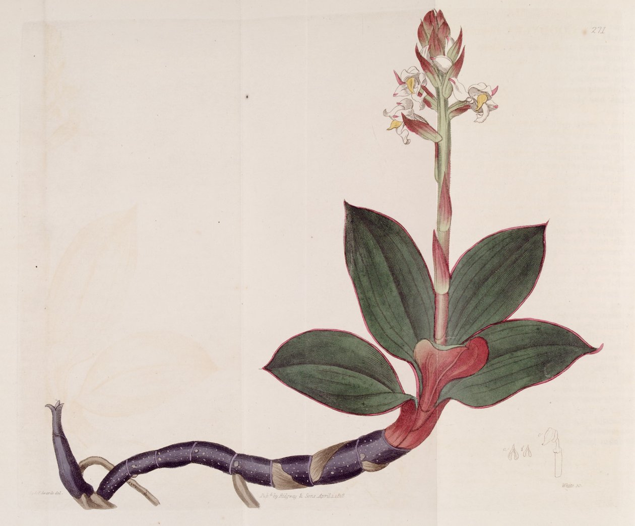 Illustratie van Ludisia discolor (als syn. Goodyera discolor) door Sydenham Teast Edwards