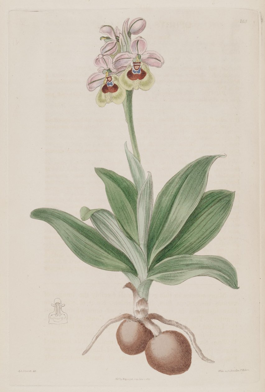Illustratie van Ophrys tenthredinifera door Sydenham Teast Edwards