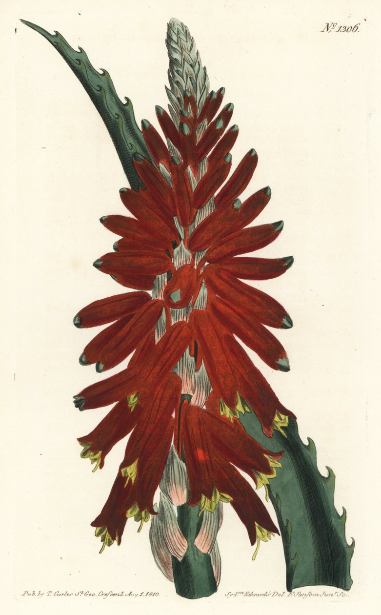 Aloëboom - Smalbladige zwaardaloë, Aloe arborescens. Handgekleurde kopergravure door F. Sansom Jr. naar een illustratie door Sydenham Edwards uit William Curtis