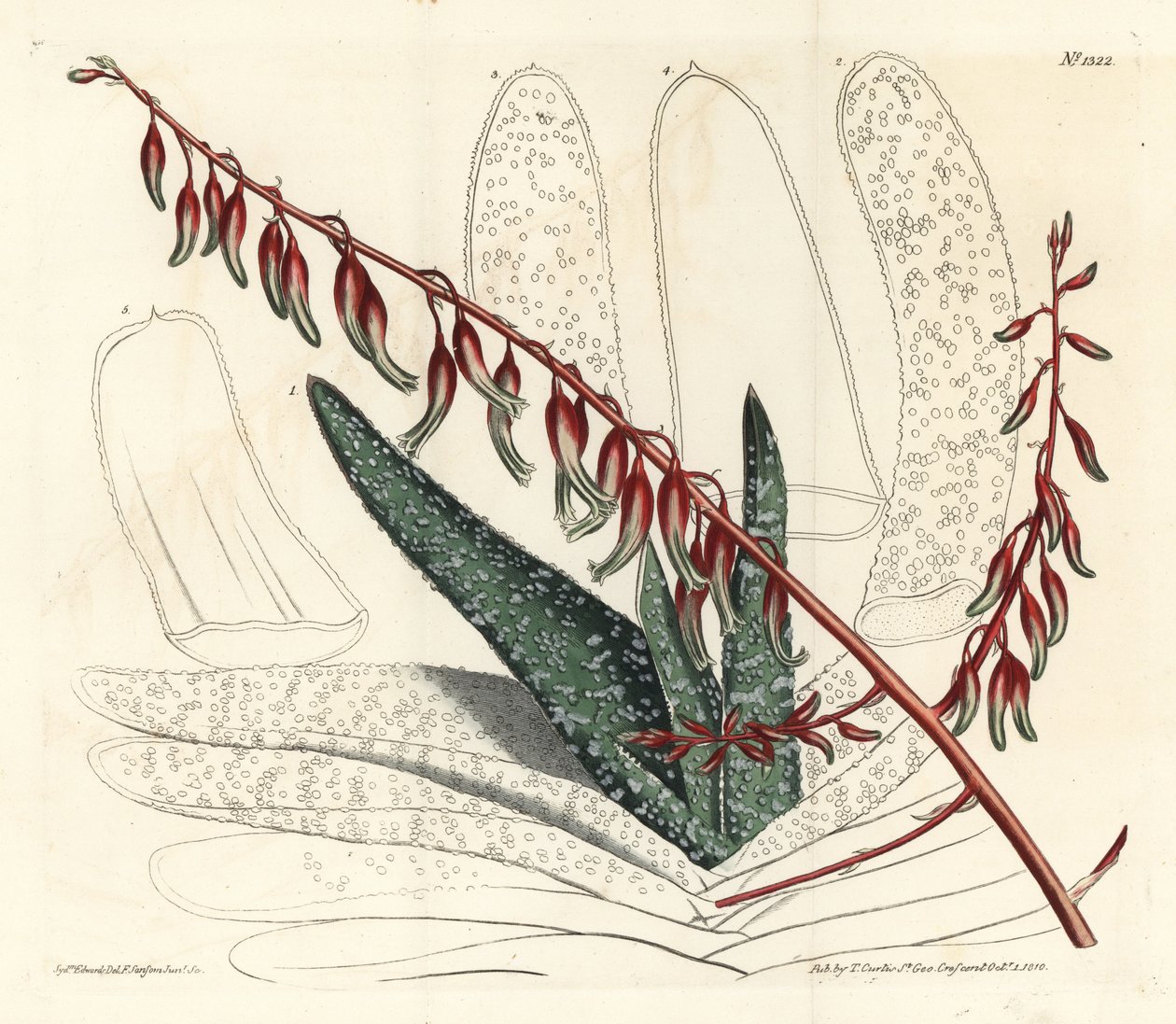 Aloë waaiervormig, Aloe plicatilis (Tongaloë, Aloe lingua) - uit William Curtis