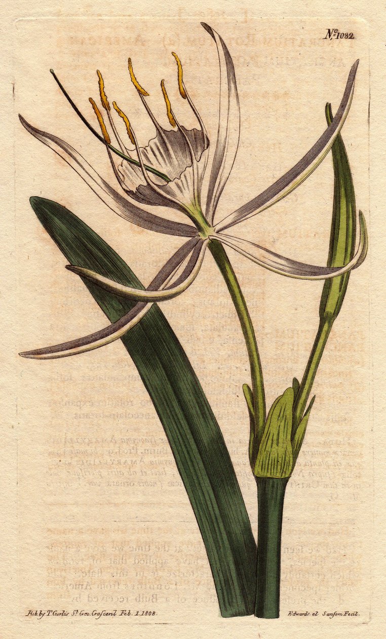 Amerikaans pancratium heeft geurige witte bloemen. Amerikaans pancratium met geurige witte bloemen. Pancratium rotatum. Handgekleurde kopergravure naar een botanische illustratie door Sydenham Edwards uit William Curtis