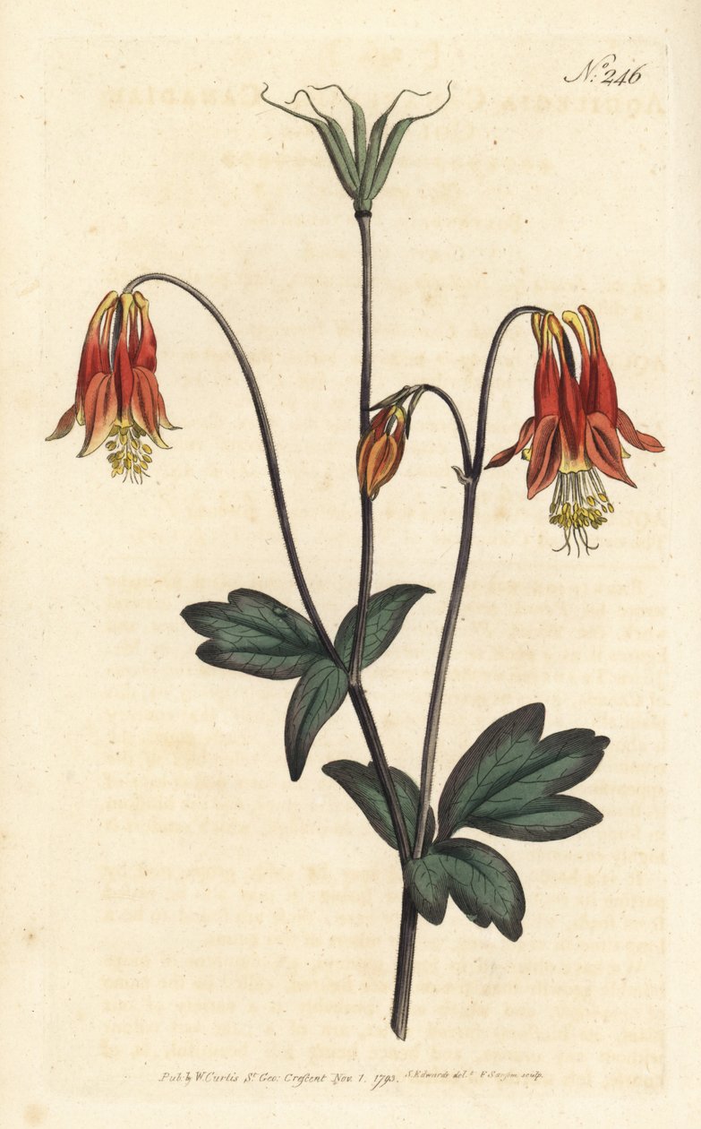 Ancolia du Canada - Canadese akelei. Aquilegia canadensis. Handgekleurde kopergravure door Sansom naar een illustratie door Sydenham Edwards uit William Curtis