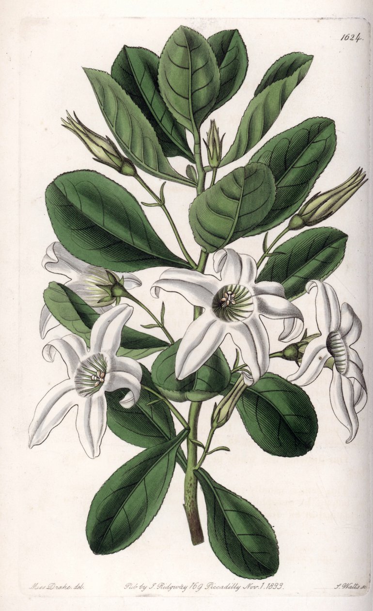 Anthocercis variëteit, inheems in Australië - Plaat gegraveerd door S.Watts, uit een illustratie van Sarah Anne Drake, uit het Botanical Register van Sydenham Edwards, Engeland door Sydenham Teast Edwards