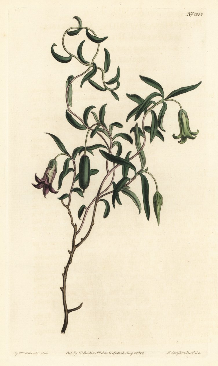 Appelbes of veranderlijke bloemige billardiera, uit William Curtis