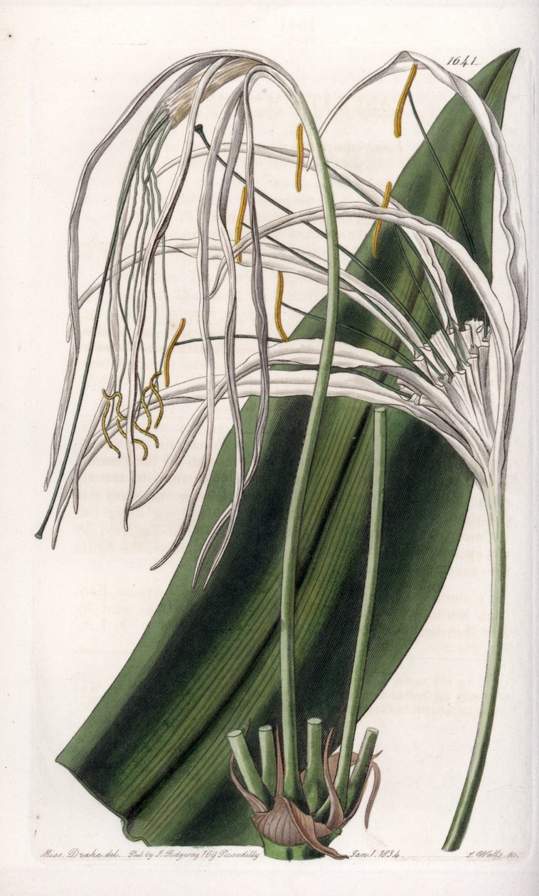 Spinlelie of zeenarcis of zeelilie - Plaat gegraveerd door S.Watts, naar een illustratie van Sarah Anne Drake (1803-1857), uit het Botanical Register van Sydenham Edwards (1768-1819), Engeland door Sydenham Teast Edwards