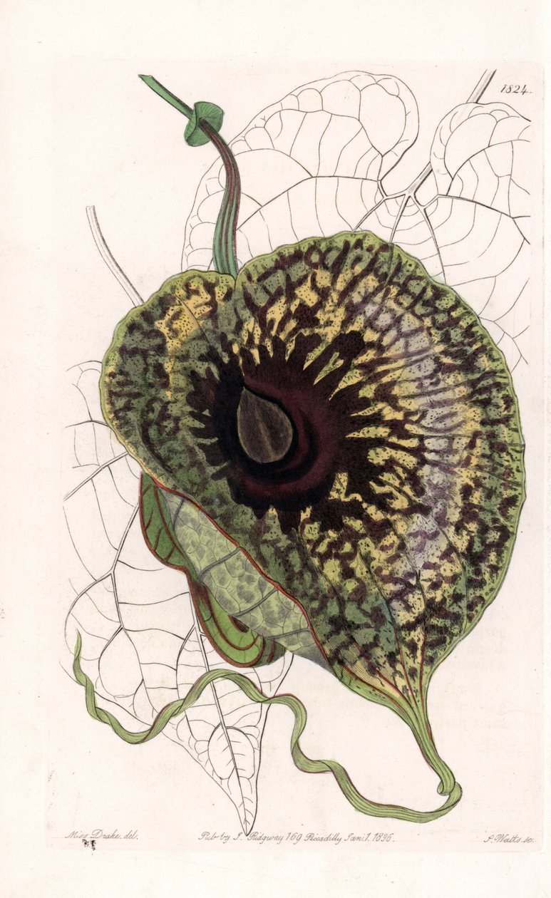 Aristoloche Variete - Plaat gegraveerd door S. Watts, naar een illustratie van Sarah Anne Drake (1803-1857), uit het Botanical Register van Sydenham Edwards (1768-1819), Engeland door Sydenham Teast Edwards