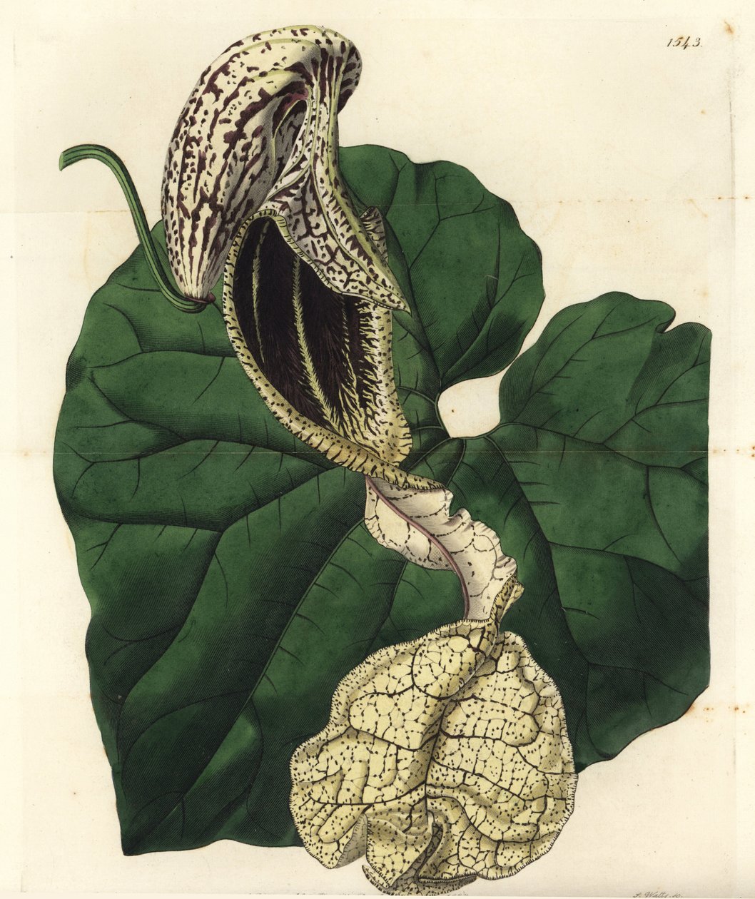 Aristoloche variëteit, uit het Botanical Register door Sydenham Teast Edwards