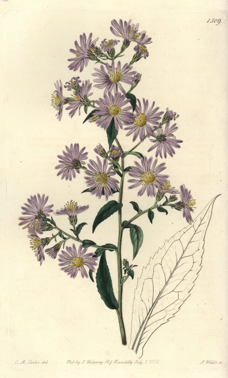 Panikelde aster door Sydenham Teast Edwards