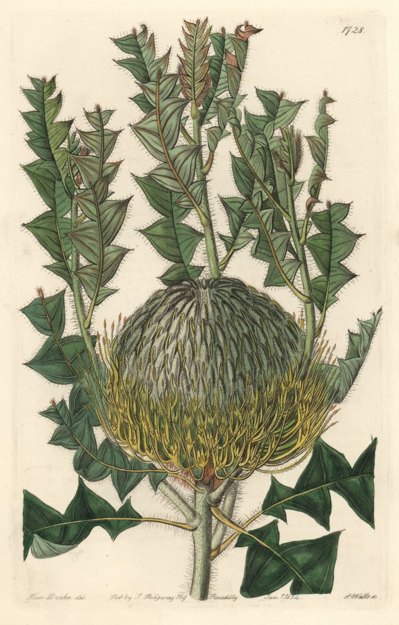 Banksia speciosa, oorspronkelijk uit Australië - uit het Botanical Register door Sydenham Teast Edwards