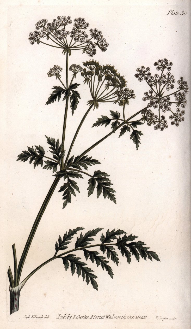 Grote hemlock door Sydenham Teast Edwards
