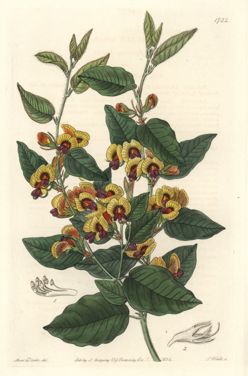 Bossiaea met grote bloemen, van Australische oorsprong door Sydenham Teast Edwards