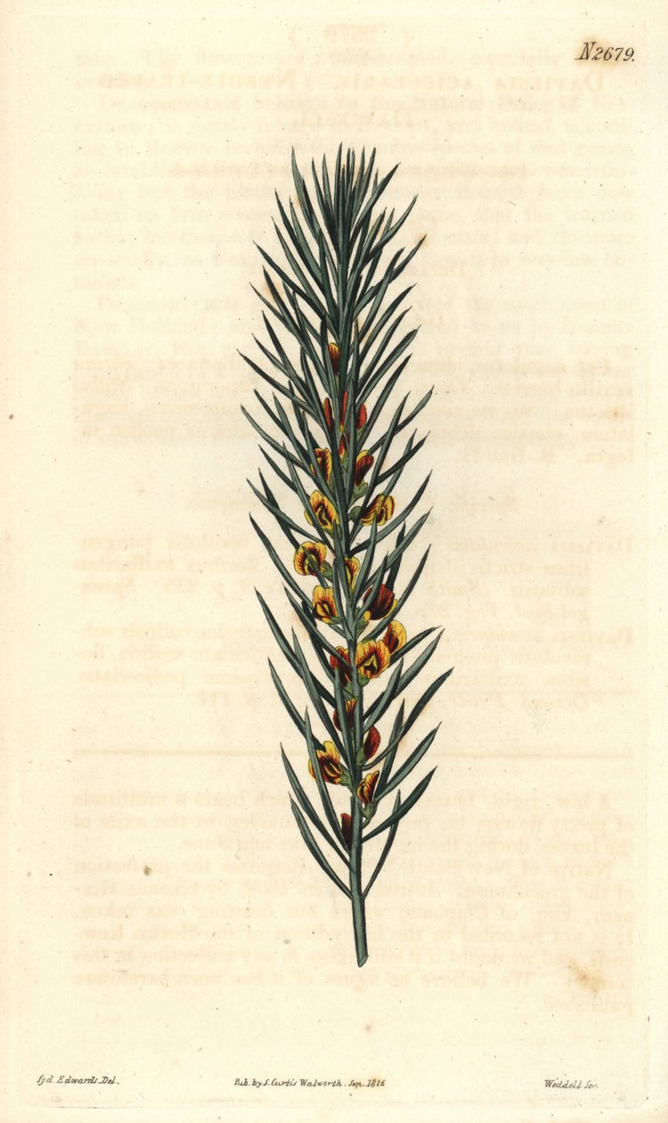 Tak met naalden, van een struik Daviesia Aicularis, inheems in Australië. Illustratie door Sydenham Edwards, gravure door Weddell. Ets in The Curtis Botanical Magazine, door Samuel Curtis door Sydenham Teast Edwards