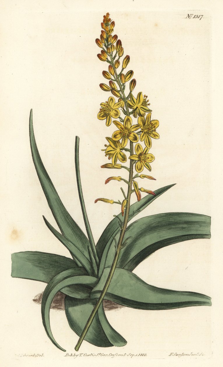 Bulbine variëteit - Bulbine alooides (Aloëbladig anthericum, Anthericum alooides). Handgekleurde kopergravure door F. Sansom Jr. naar een illustratie van Sydenham Edwards uit William Curtis