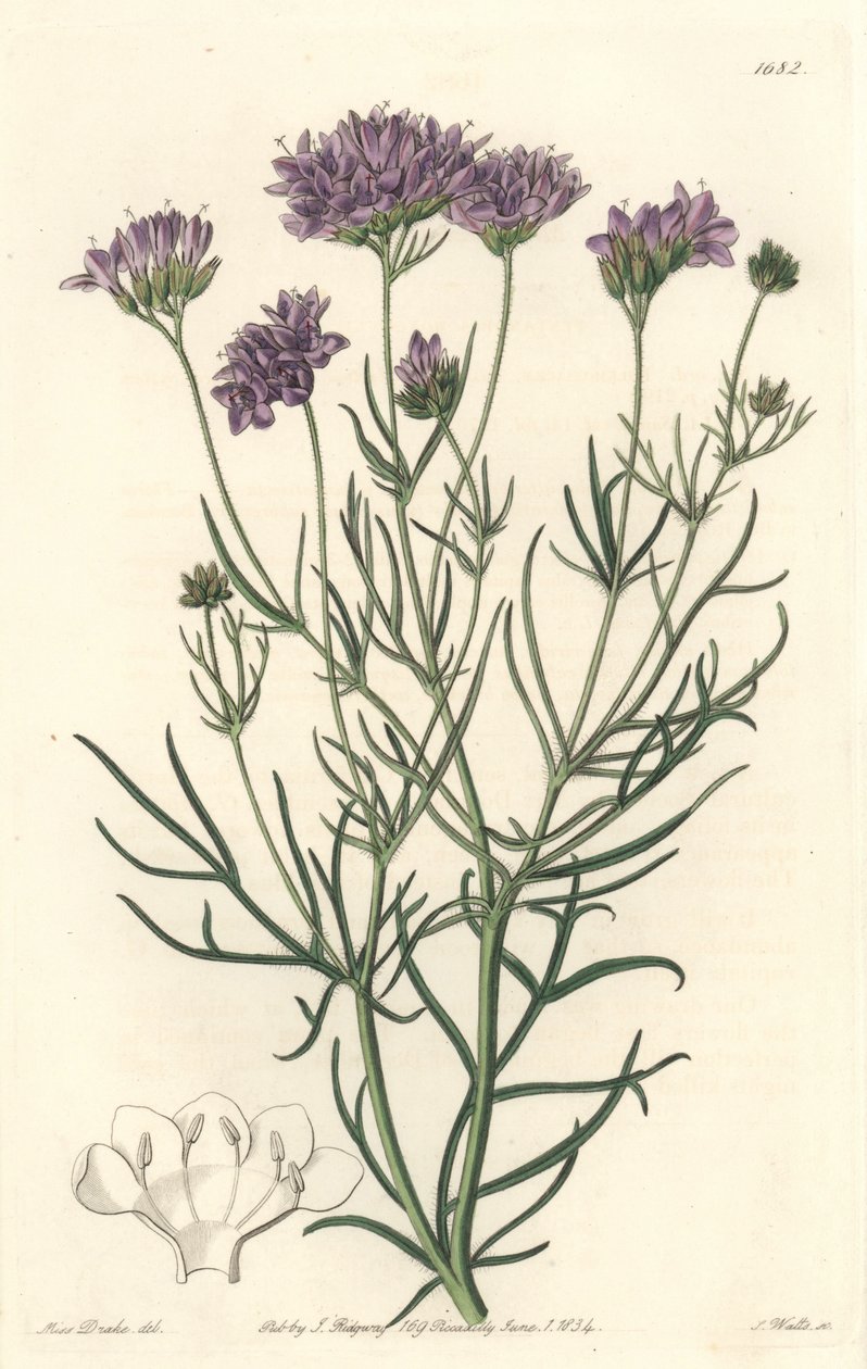 California Gilia, uit het Botanical Register door Sydenham Teast Edwards