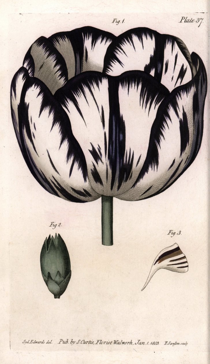 Kelk van tulp en anjer giroflee of anjer bloemisten door Sydenham Teast Edwards
