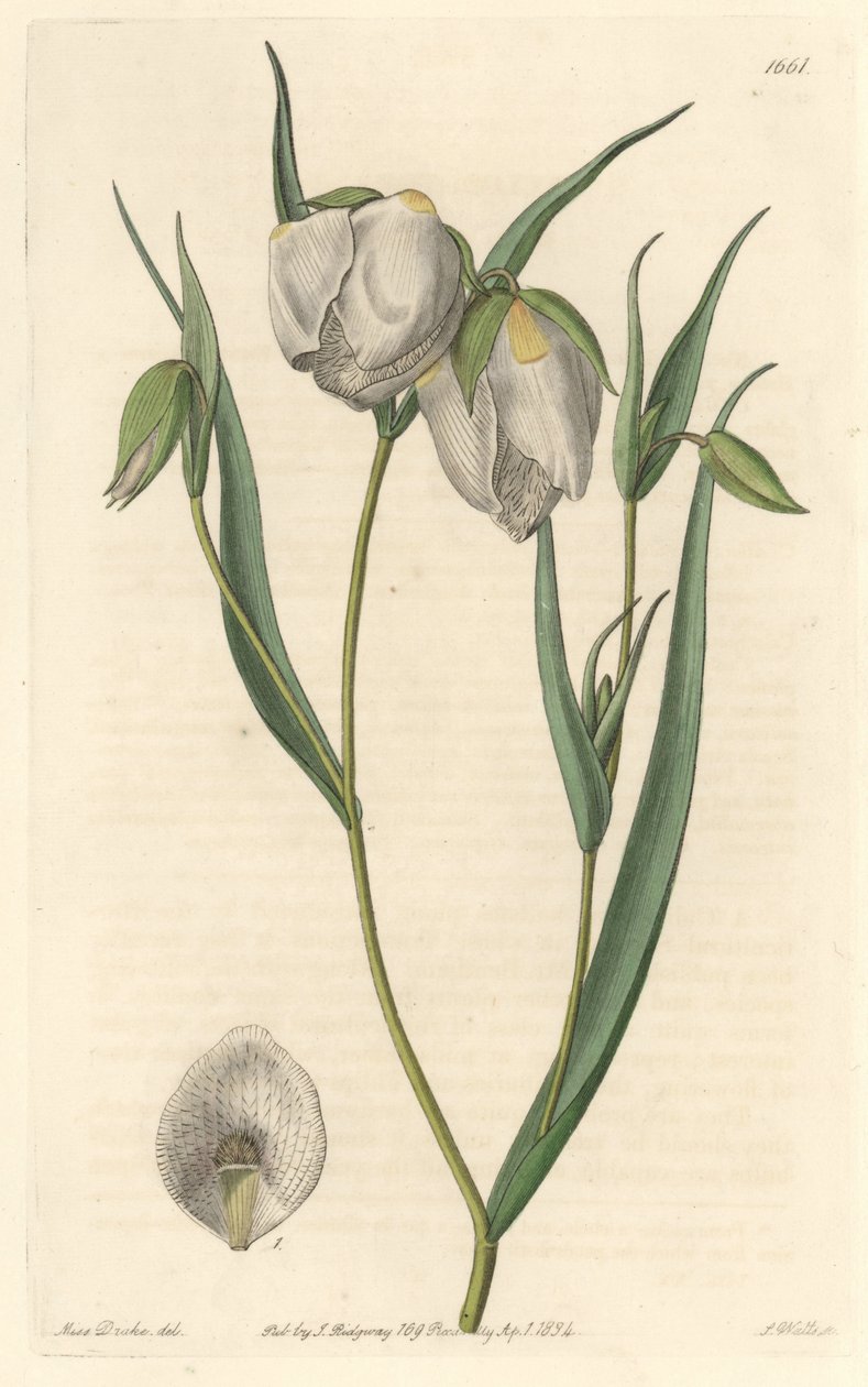 Calochorte (mariposa) of witbloemige cyclobothre, afkomstig uit Californië door Sydenham Teast Edwards