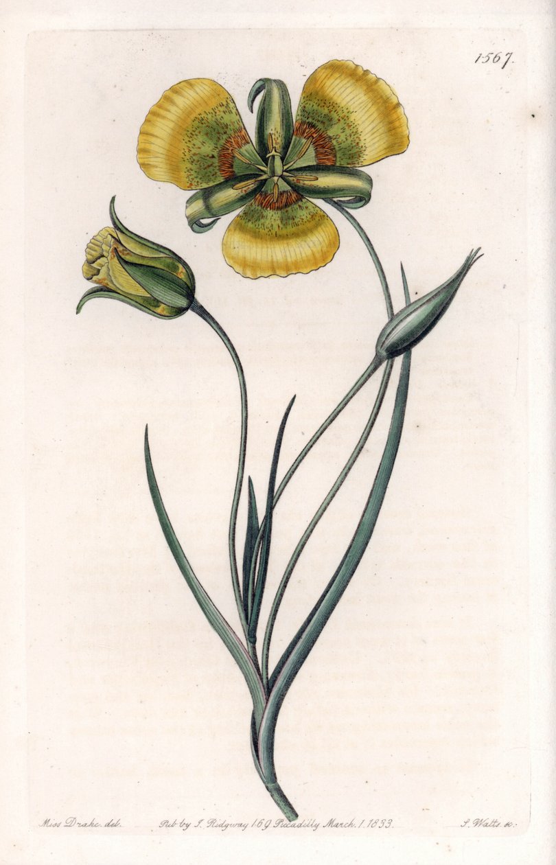 Calochortus met grote gele bloemen door Sydenham Teast Edwards
