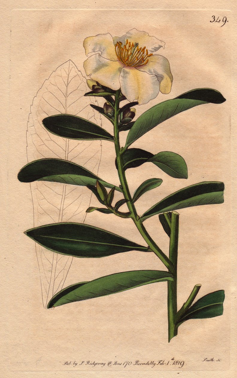 Camellia Penang, een witte bloem met een gelige tint. Camellia axillaris door Sydenham Teast Edwards