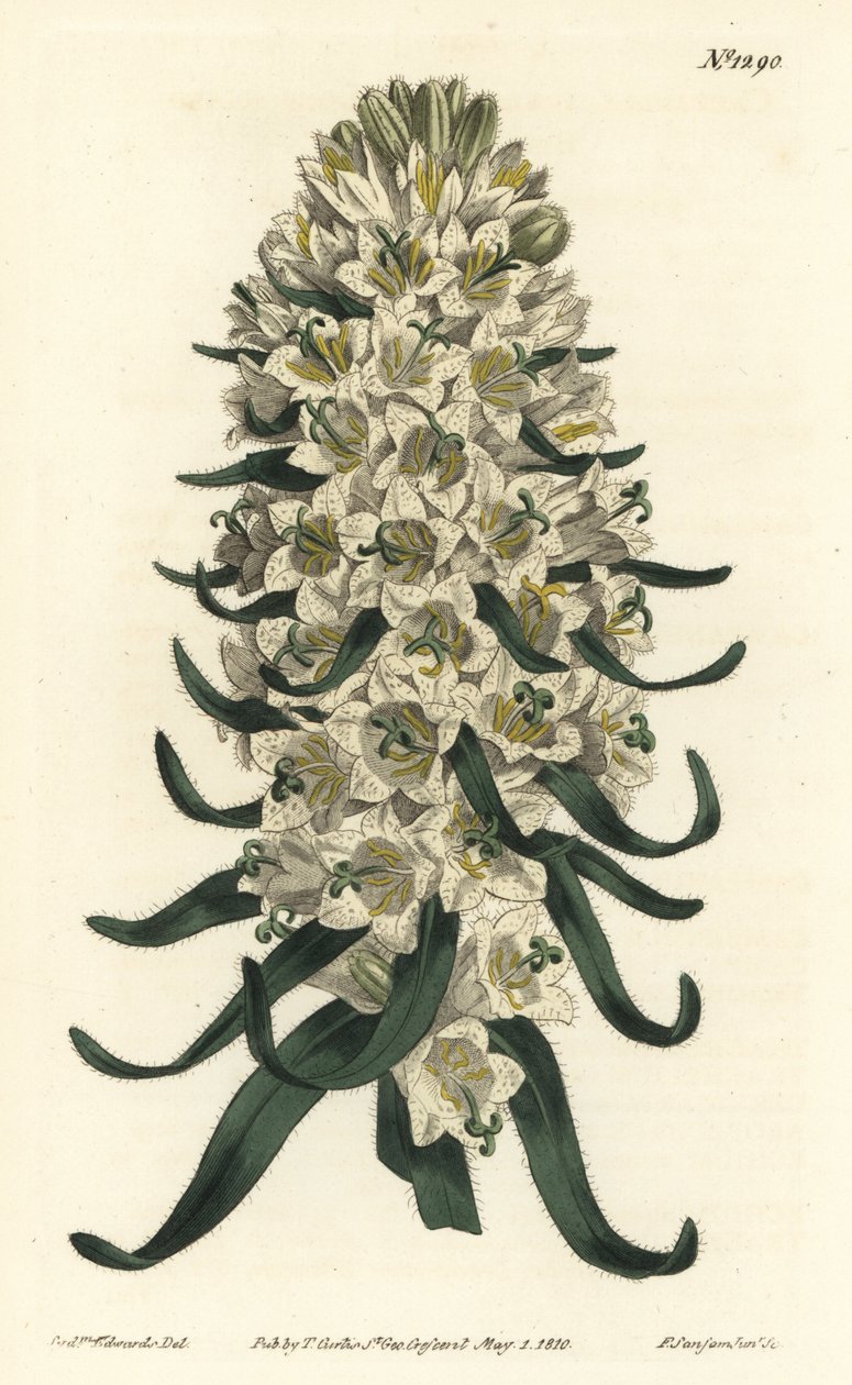 Campanula met mooie bloemen, Campanula speciosa (Langgestekelde klokbloem, Campanula thyrsoidea) - uit William Curtis