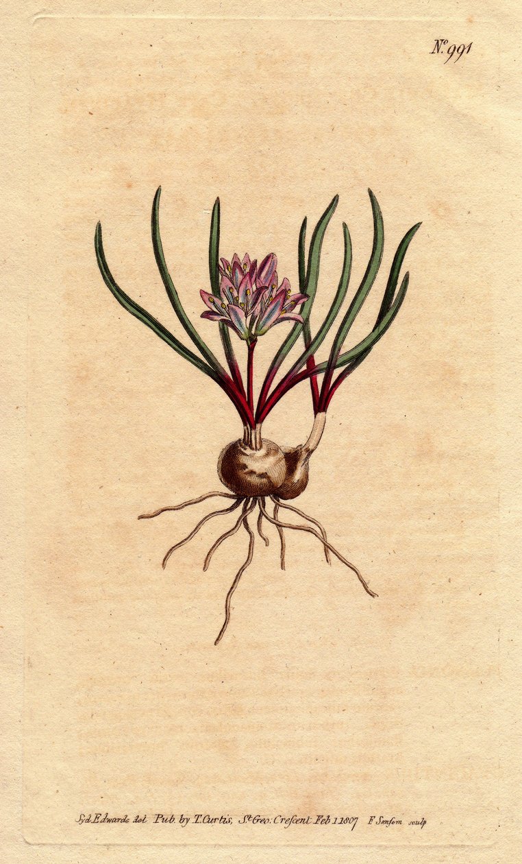 Kaapse hyacint, met bol, scharlaken bladeren en lichtroze bloemen door Sydenham Teast Edwards