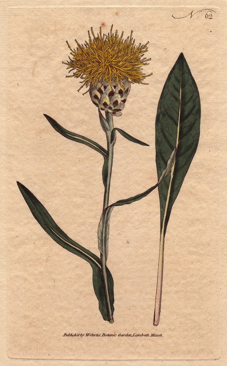 Centauree heeft pastelblad, met gele pluizige bloem. Oriëntaals. Wede-bladige centaurea met gele pluizige bloemen. Inheems in het oosten. Centaurea glastifolia. Handgekleurde kopergravure van een botanische illustratie door Sydenham Edwards uit William Cu door Sydenham Teast Edwards