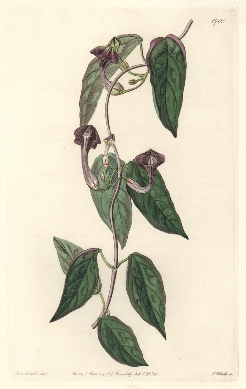 Ceropegia elegant, afkomstig uit India - Sterk water door S. Watts uit een illustratie van Sarah Anne Drake (1803-1857), uit het Botanical Register door Sydenham Teast Edwards