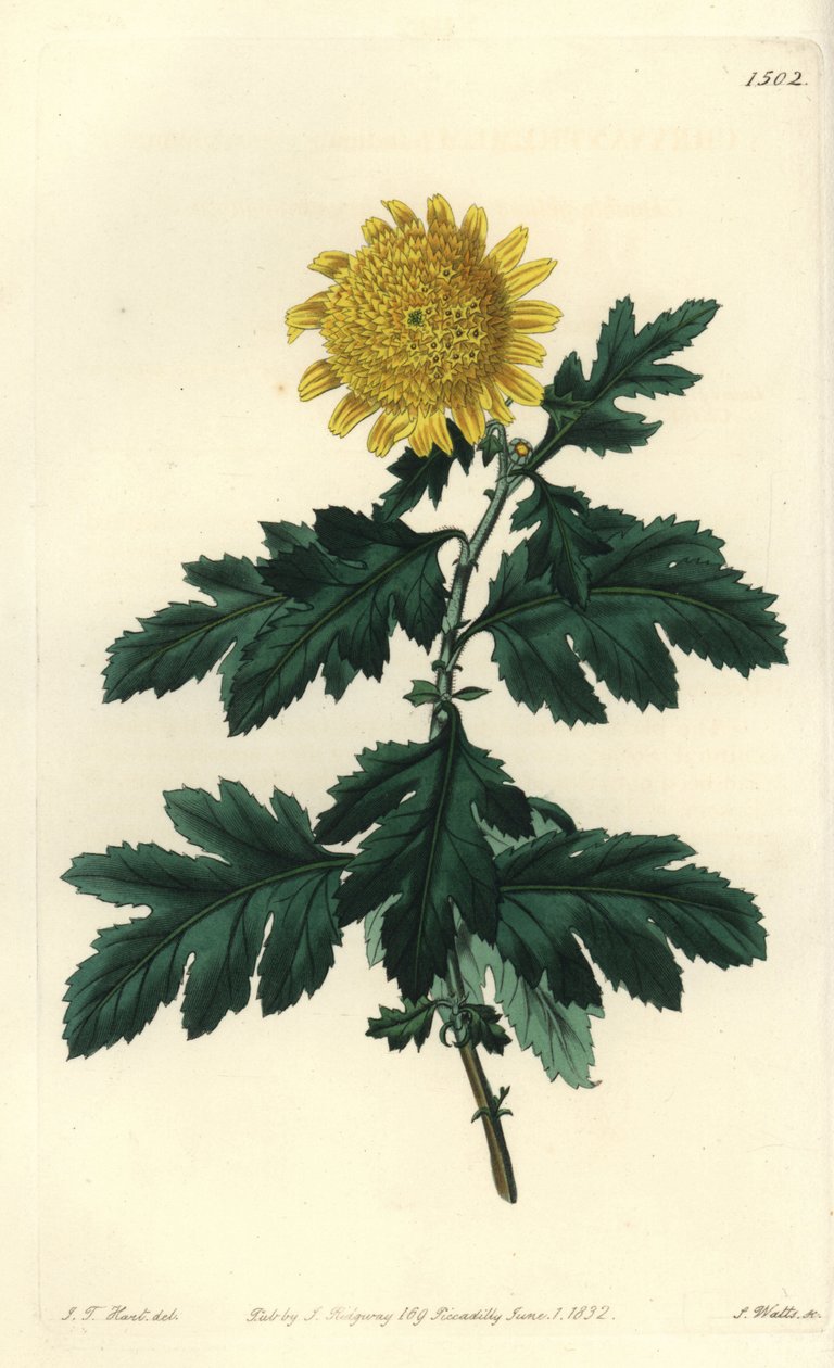 Chinese Kamille of Indiase Chrysant - Dubbele gele Indiase chrysant, Chrysanthemum indicum var. plenum door Sydenham Teast Edwards