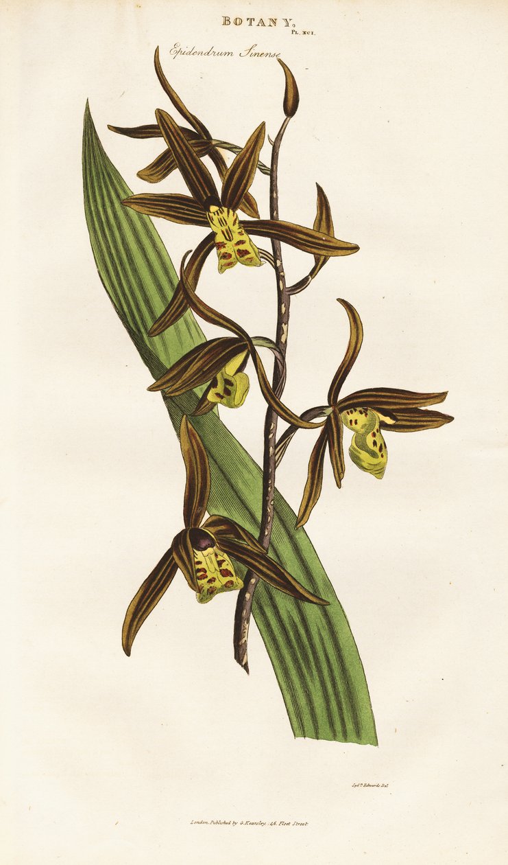 Chinese orchidee (Epidendrum sinense) door Sydenham Teast Edwards