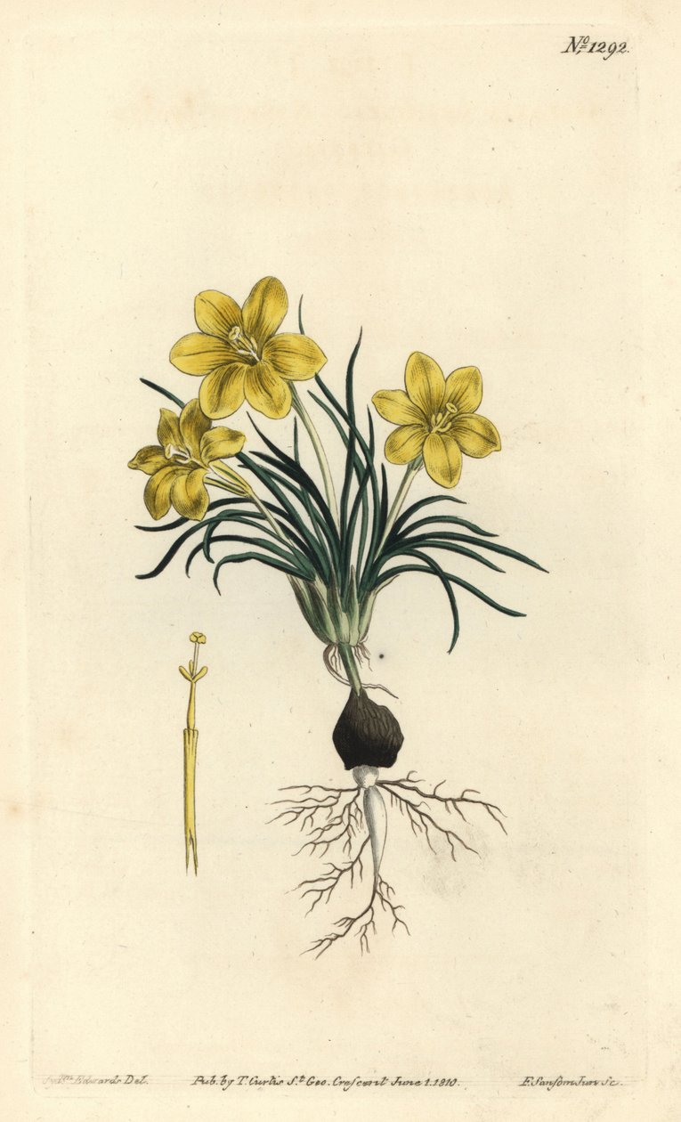 Klokbloem, uit het Botanical Magazine door Sydenham Teast Edwards