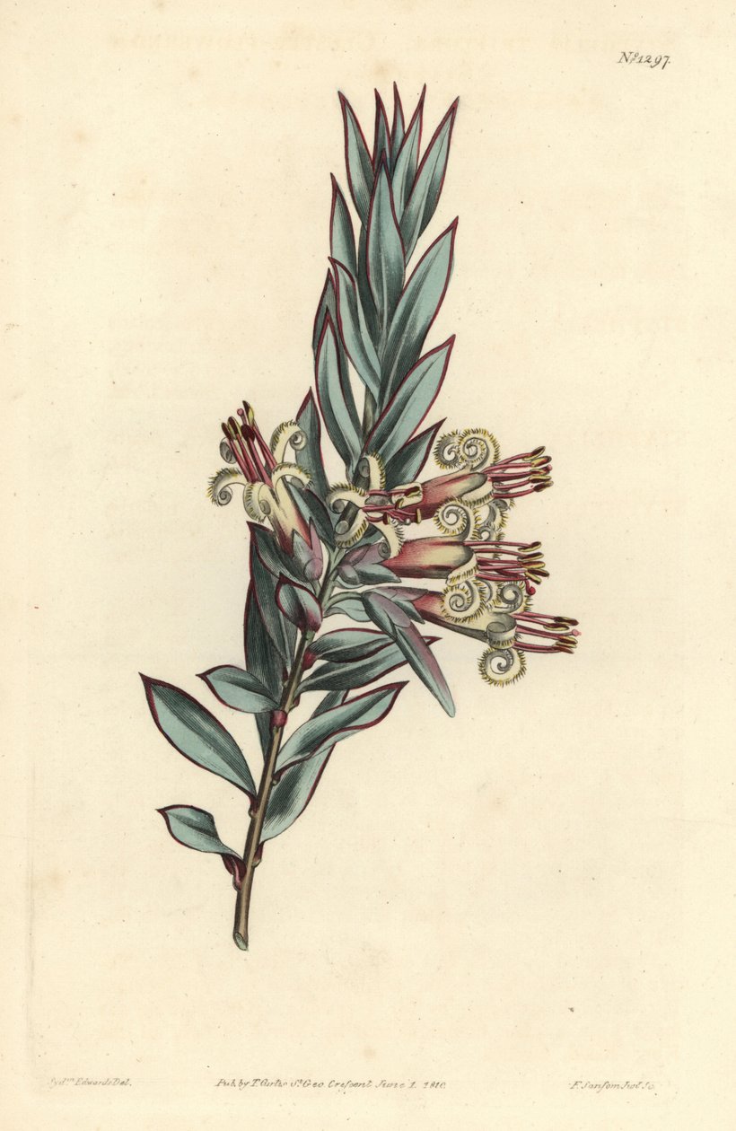 Trosbloemige styphelia, Styphelia triflora. Handgekleurde kopergravure door F. Sansom Jr. naar een illustratie van Sydenham Edwards uit William Curtis