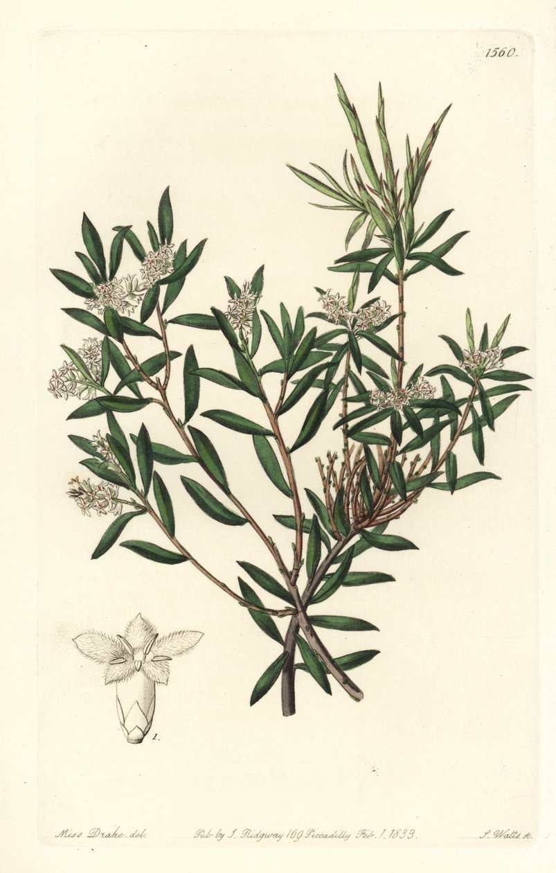 Kustbaardheide of kleinbloemige wittebaard, Leucopogon parviflorus door Sydenham Teast Edwards