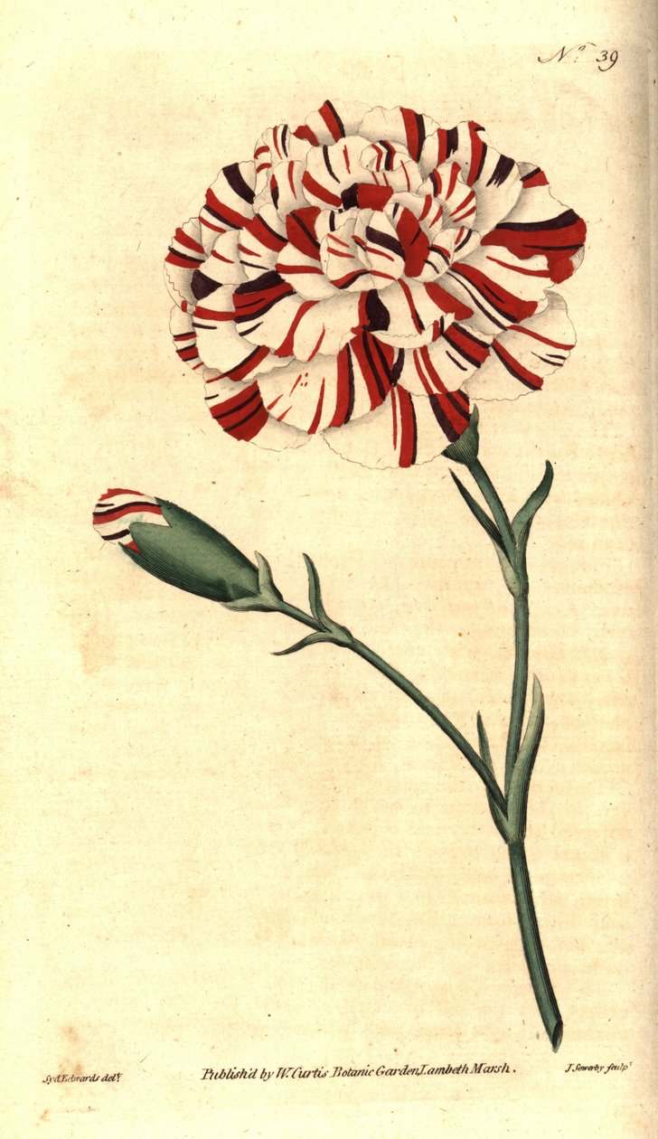 Gewone anjer, bloem anjer of kruidnagel anjer - Franklin