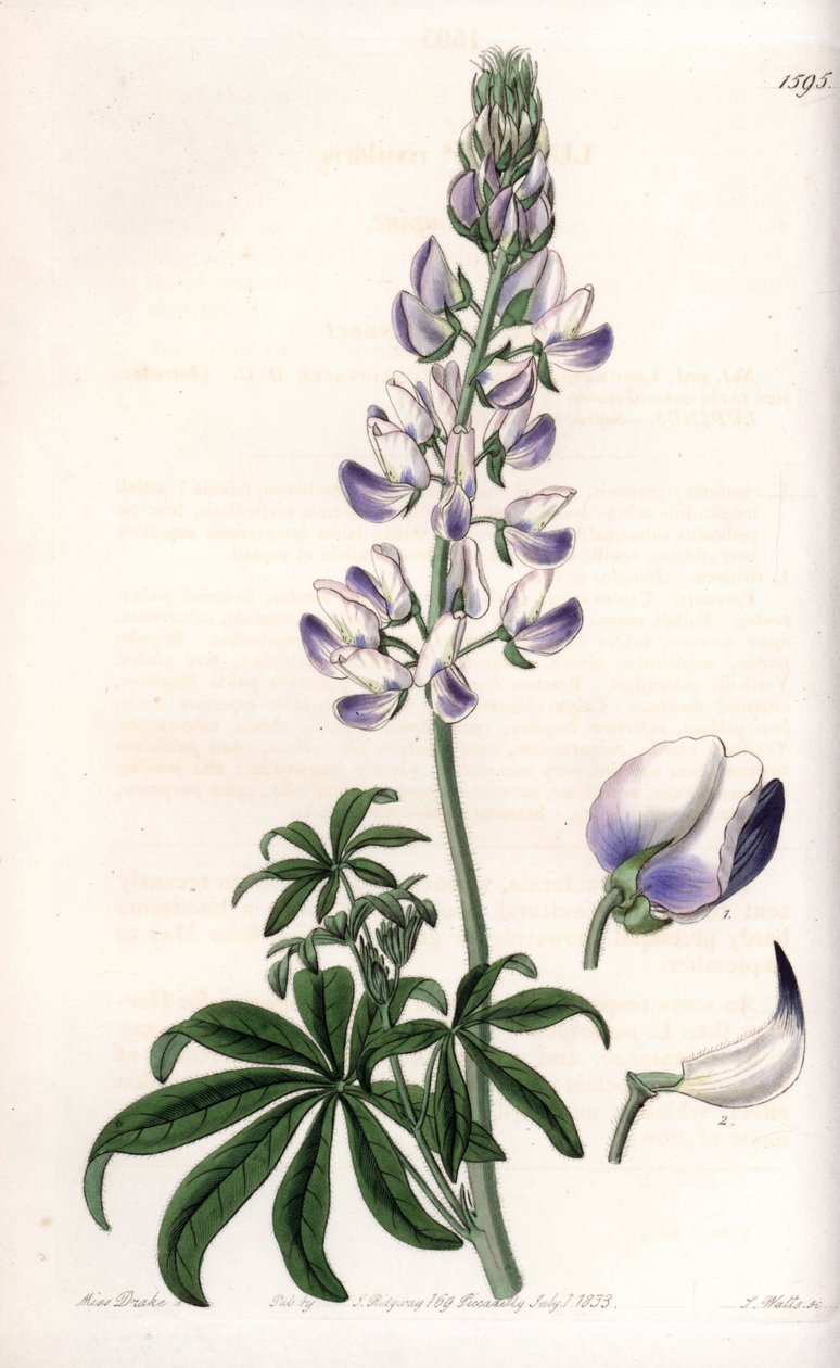 Gewone rivieroevers lupine door Sydenham Teast Edwards