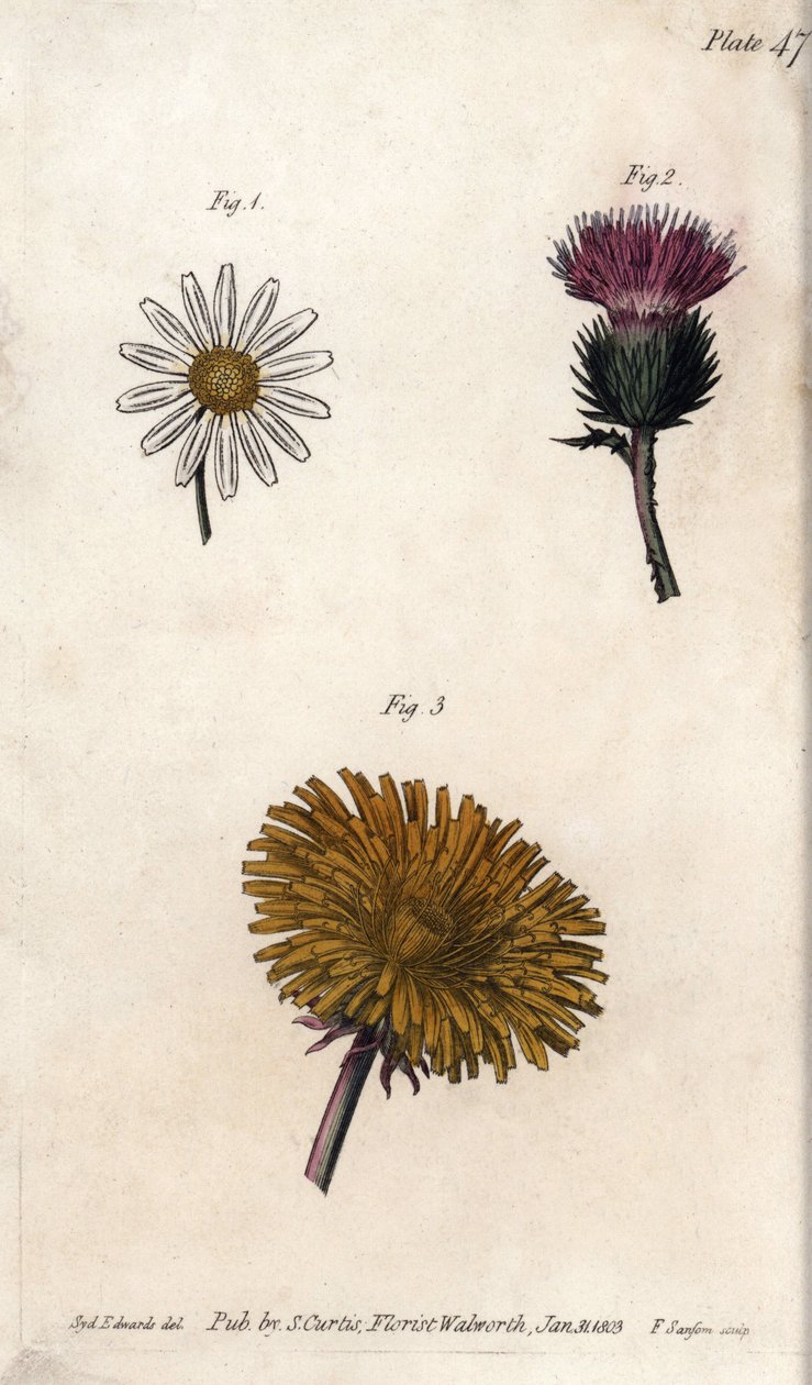 Samengestelde bloemen: prepacket, ezeldistel (of valse acanth onopordum) en paardenbloem. Gekleurde kopergravure, illustratie door Sydenham Edwards voor Conferences of Botanical, Botanical Garden of Lambeth door Sydenham Teast Edwards