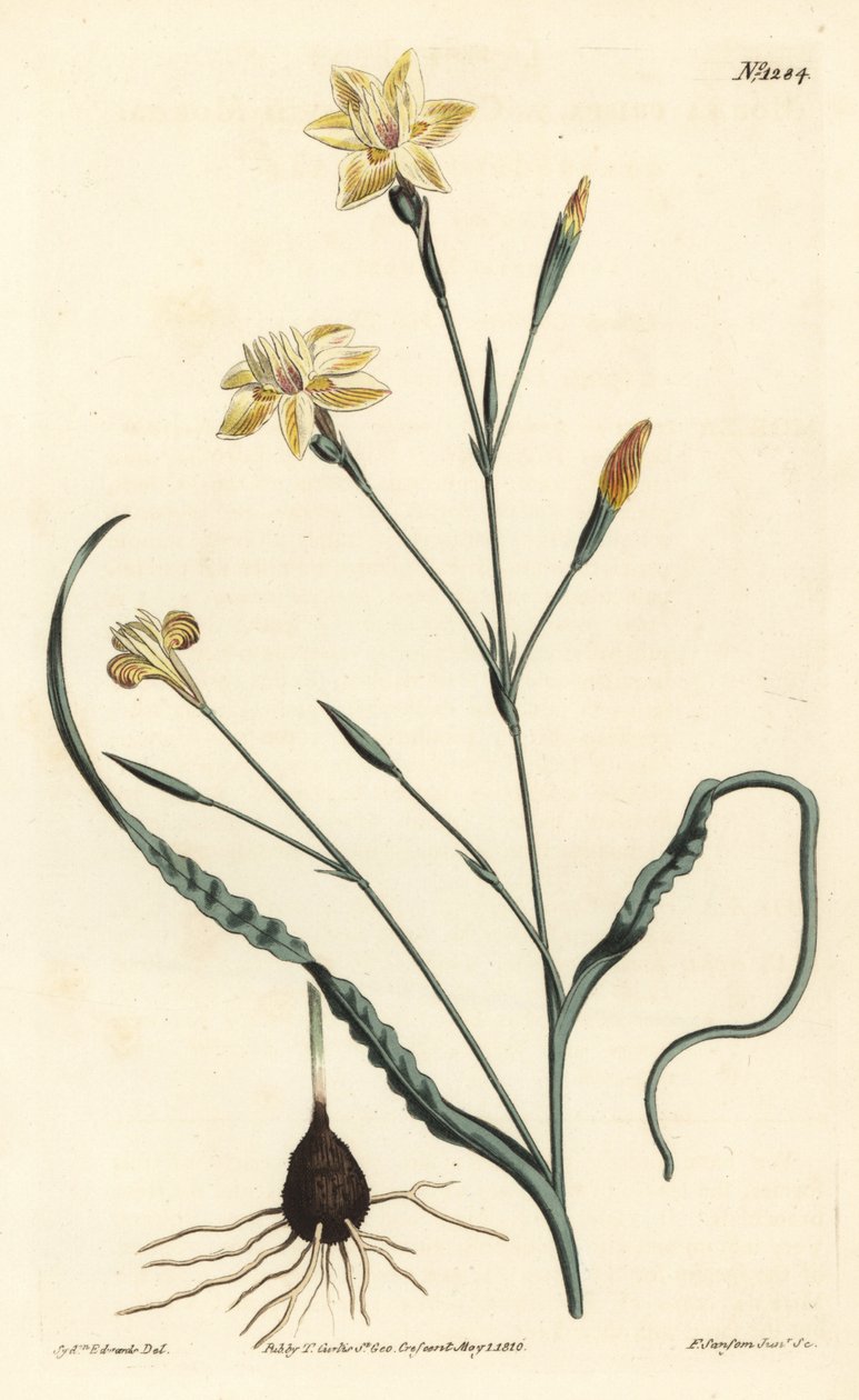 Krulbladige moraea, Moraea crispa - uit William Curtis