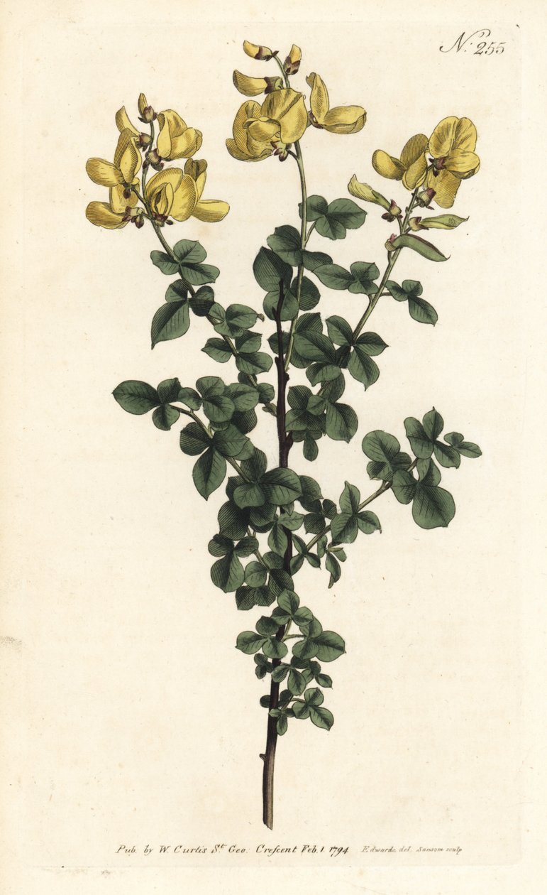 Cytisophyllum sessilifolium (Gewone cytisus, Cytisus sessilifolius) door Sydenham Teast Edwards