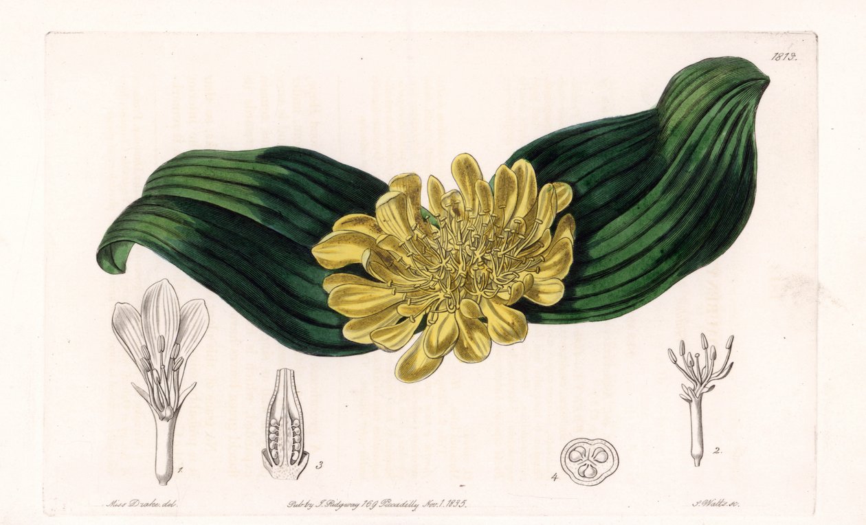 Daubenya Variete - Plaat gegraveerd door S.Watts, uit een illustratie van Sarah Anne Drake (1803-1857), uit het Botanical Register van Sydenham Edwards (1768-1819), Engeland door Sydenham Teast Edwards