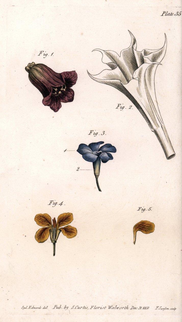 Verschillende corolles: de belladonna, de stramoine datura, de grote maagdenpalm en de giroflee van de muren, uit Botanical Conferences door Sydenham Teast Edwards