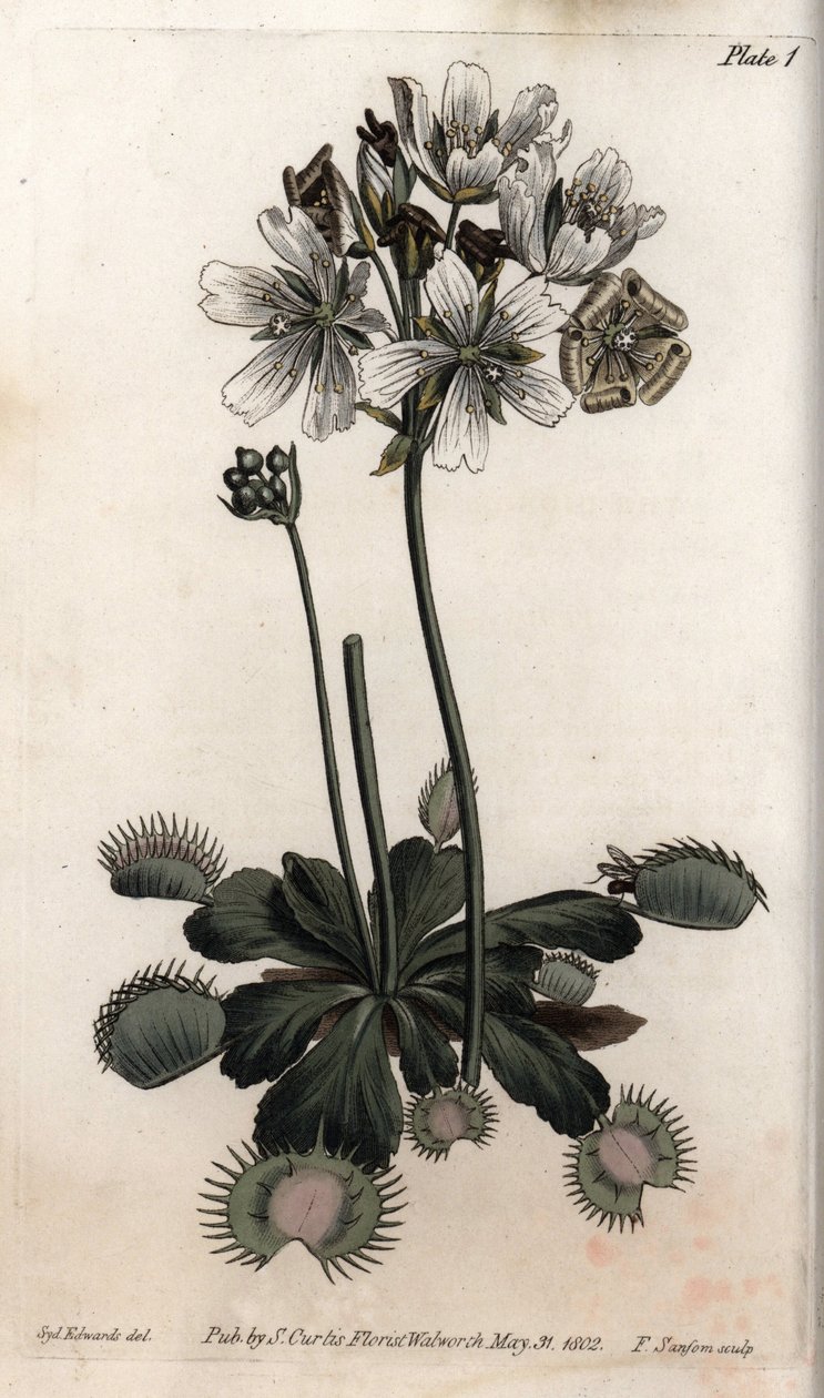 Dionee vangt vlieg of wolfval, uit Botanical Conferences door Sydenham Teast Edwards