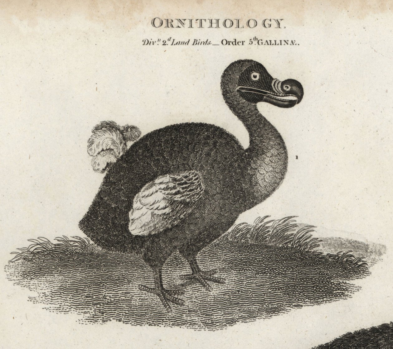 Dodo, Raphus cucullatus, uitgestorven loopvogel door Sydenham Teast Edwards