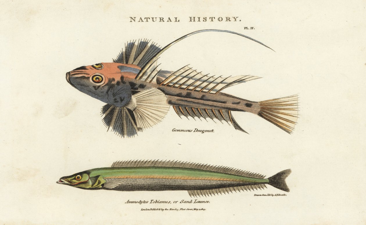 Dragonnet lier en lancon equille - Gewone dragonet, Callionymus lyra, en kleine zandspiering of zandlans, Ammodytes tobianus. Handgekleurde kopergravure naar Sydenham Edwards uit John Mason Good