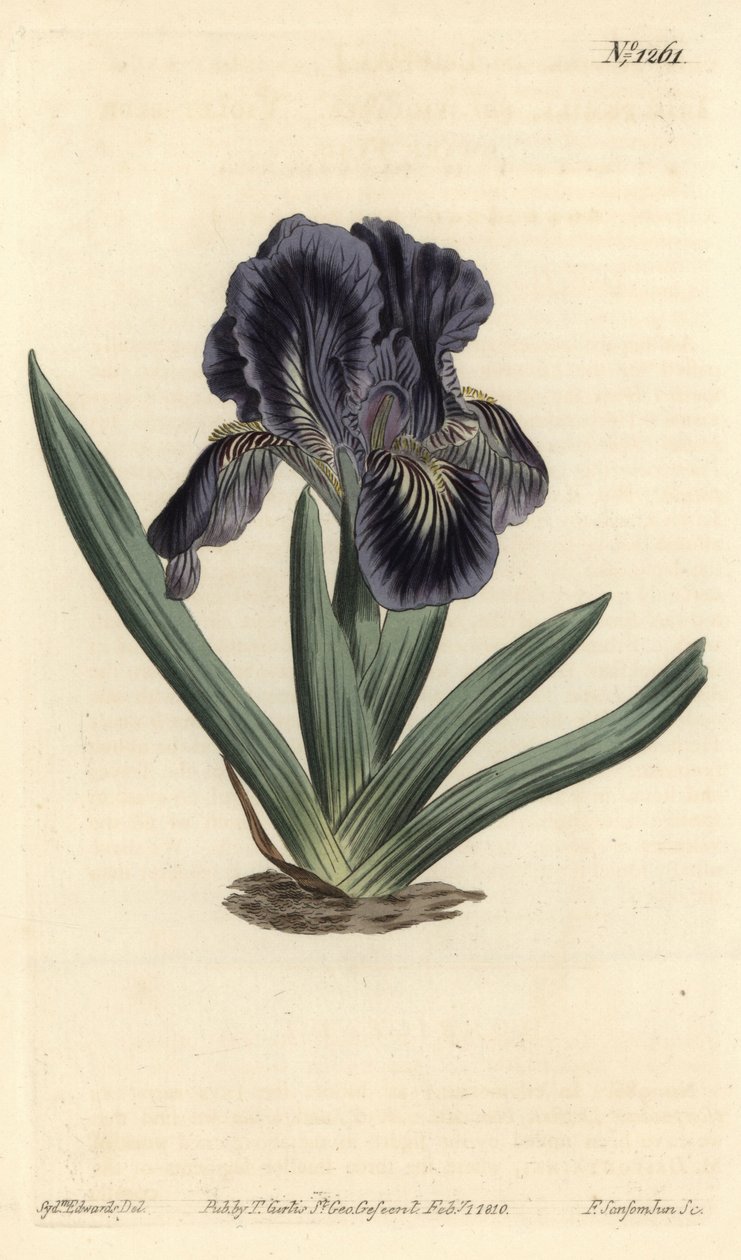 Dwergiris - Iris x binata (Paars-blauwe dwergvlag, Iris pumila var. violacea) - uit William Curtis