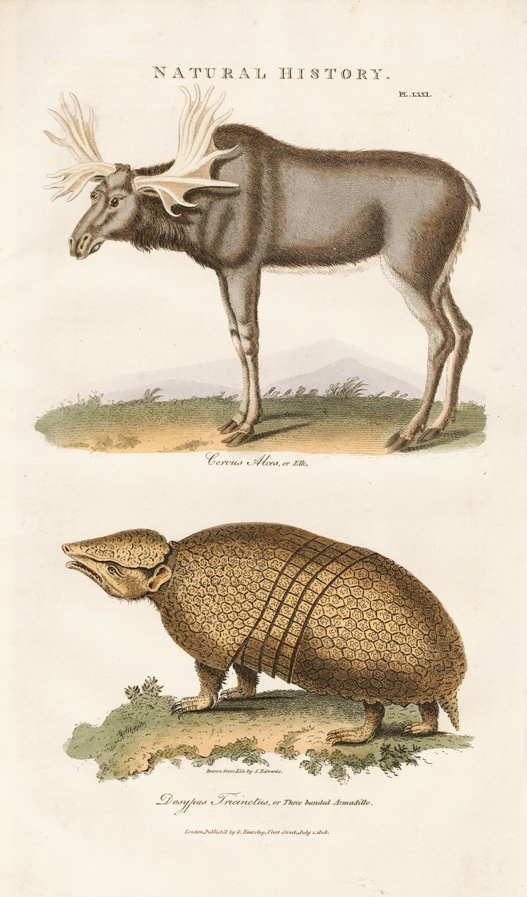 Eland en driebandgordeldier door Sydenham Teast Edwards
