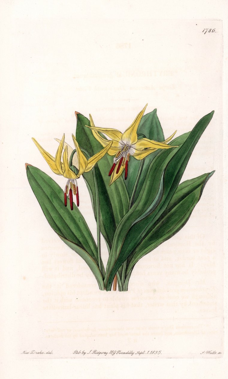 Erythrone heeft grote bloemen, afkomstig uit Noord-Amerika - Plaat gegraveerd door S.Watts, uit een illustratie van Sarah Anne Drake (1803-1857), uit het Botanical Register van Sydenham Edwards (1768-1819), Engeland door Sydenham Teast Edwards
