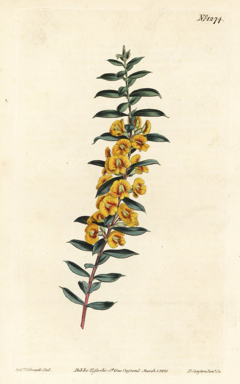 Eutaxia myrtifolia (Kruisbladige dillwynia, Dillwynia obovata). Handgekleurde kopergravure door F. Sansom Jr. naar een illustratie van Sydenham Edwards uit William Curtis