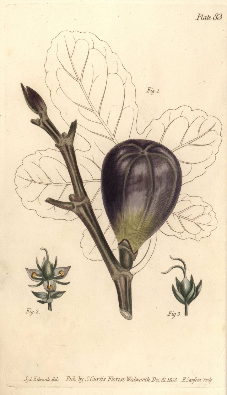 Vijg, Ficus carica, uit William Curtis