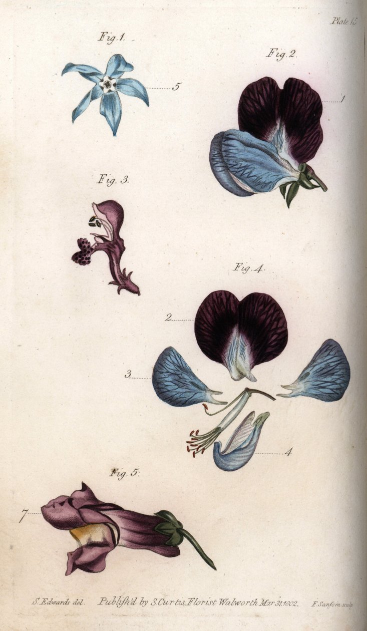 Bloei van officinale borage en erwt (peulvrucht) door Sydenham Teast Edwards